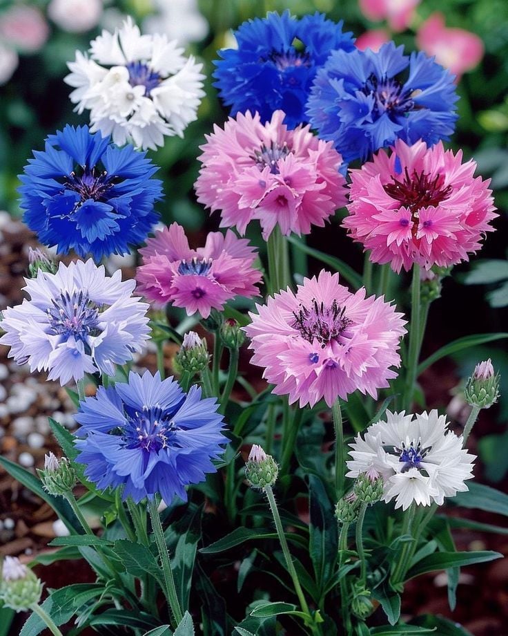 Karışık Çörek Otu Tohumu: Bahçenize Renk ve Sağlık Katın