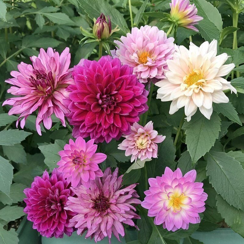 Amerikan Yıldız Çiçeği Tohumu - Caliptepus: Bahçenizde Parlayan Yıldız