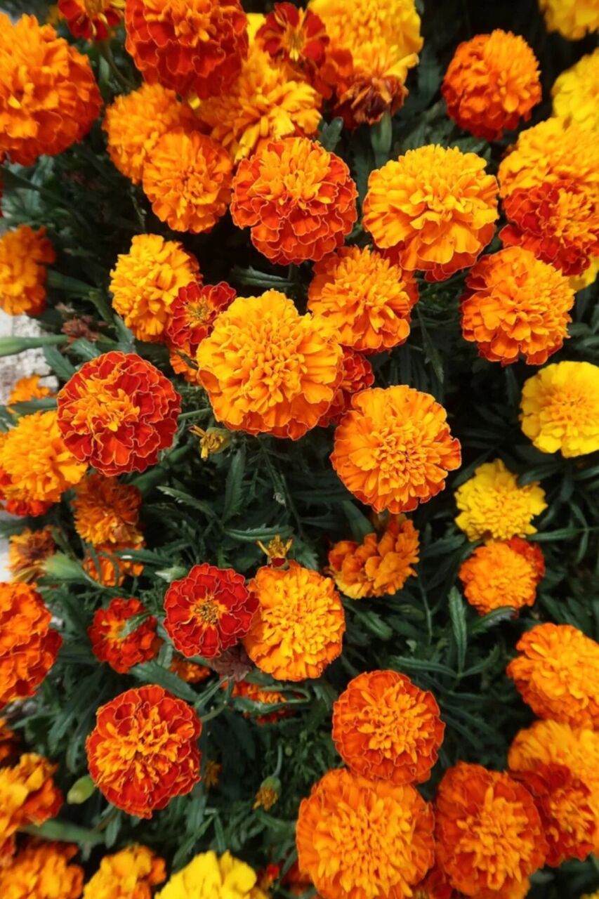 Kadife Çiçeği (Karışık Tohum) - Bahçenize Renkli Bir Dokunuş