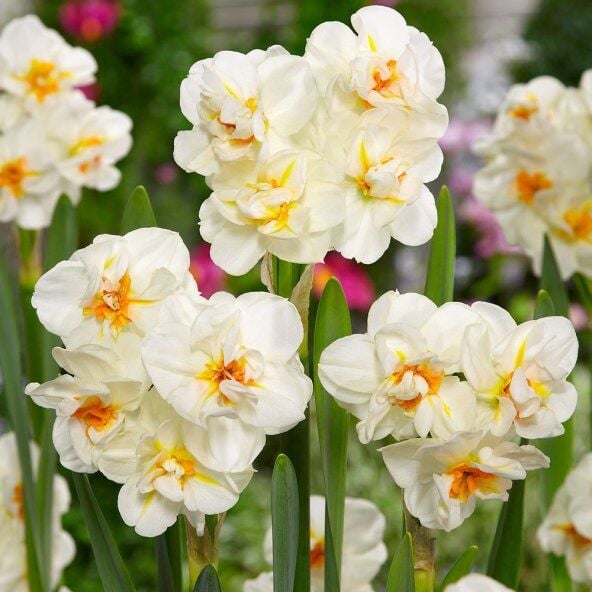 Abba Nergis Soğanı (Yoğun Kokulu)