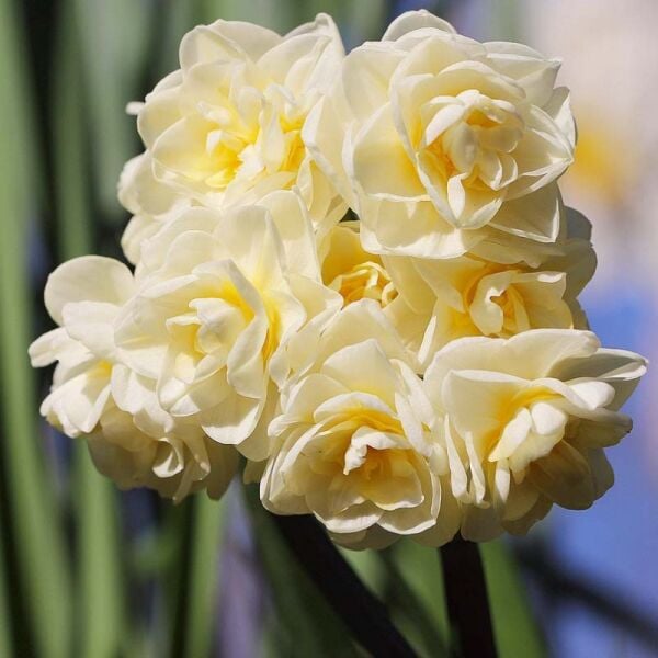 Erlicher Nergis Soğanı (Yoğun Kokulu)