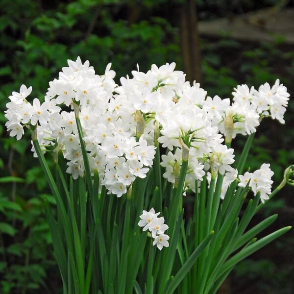 Paperwhite Nergis Soğanı (Yoğun Kokulu) - Narcisus