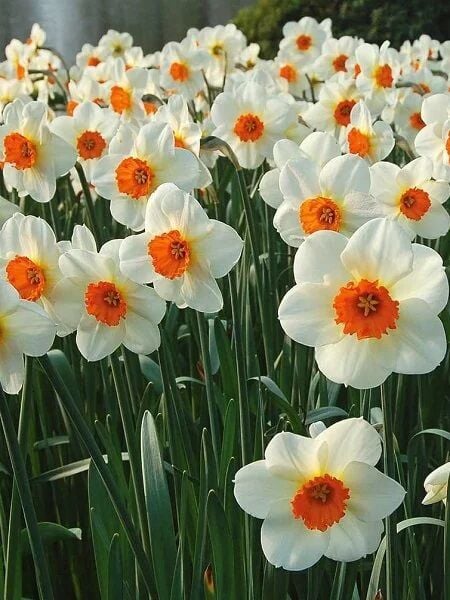 Barret Browning Nergis Soğanı - Narcissus