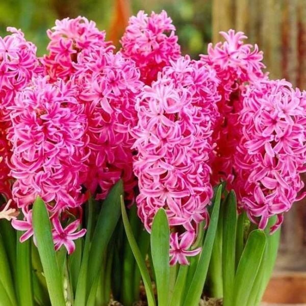 Pink Surprise Sümbül Soğanı - Pembe - Hyacinthus