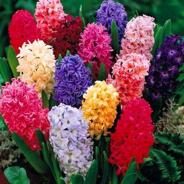 Sümbül Soğanı Karışık Renk - Hyacinthus Mix