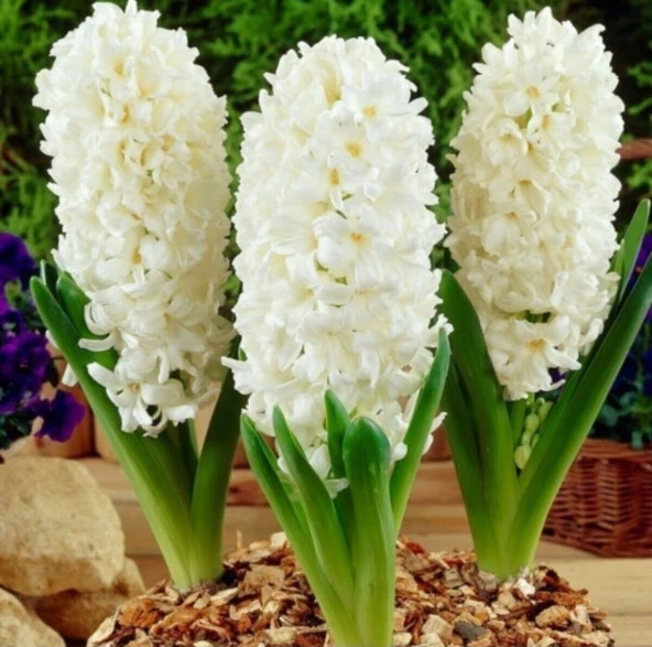 Aiolos Sümbül Soğanı - Hyacinthus - Beyaz
