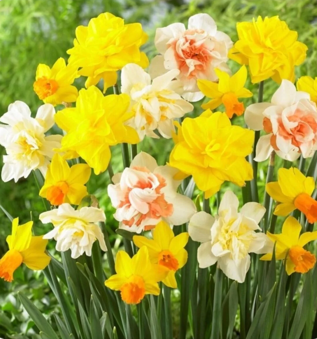 Nergis Soğanı Karışık Renk - Narcissus Mix