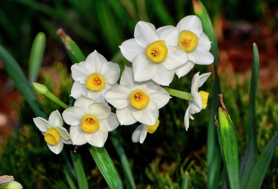 Avalanche Nergis Soğanı (Yoğun Kokulu) - Narcisus