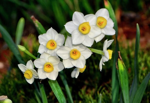 Avalanche Nergis Soğanı (Yoğun Kokulu) - Narcisus