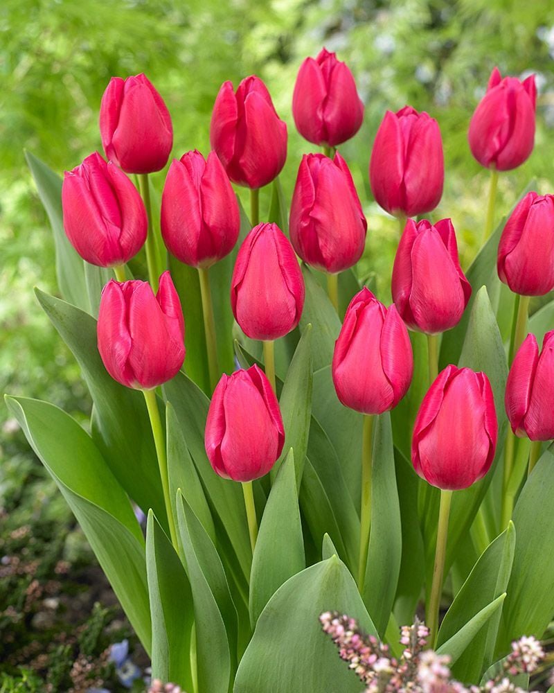 Curry Lale Soğanı Tulipa