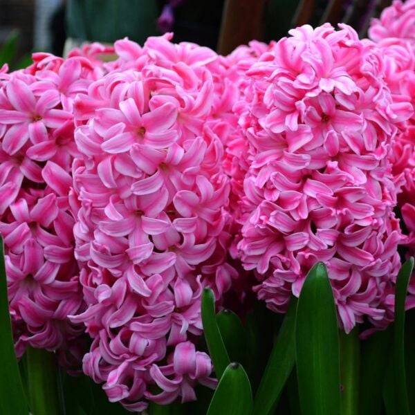 Anne Marie Sümbül Soğanı - Pembe - Hyacinthus