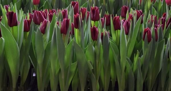 Mascara Lale Soğanı Tulipa