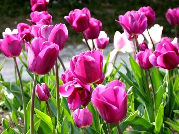 Passio Glossy Lale Soğanı Tulipa