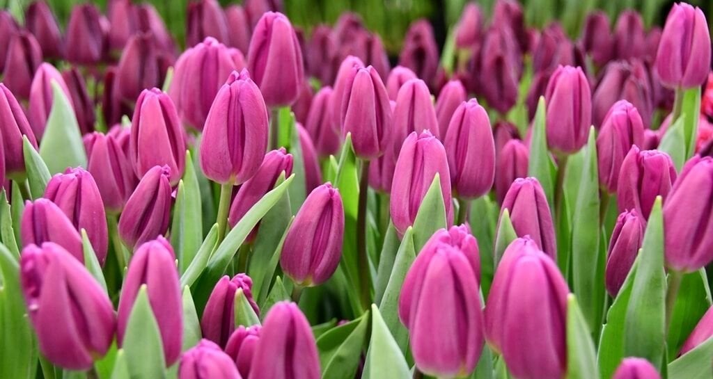 Purple Flag Lale Soğanı Tulipa