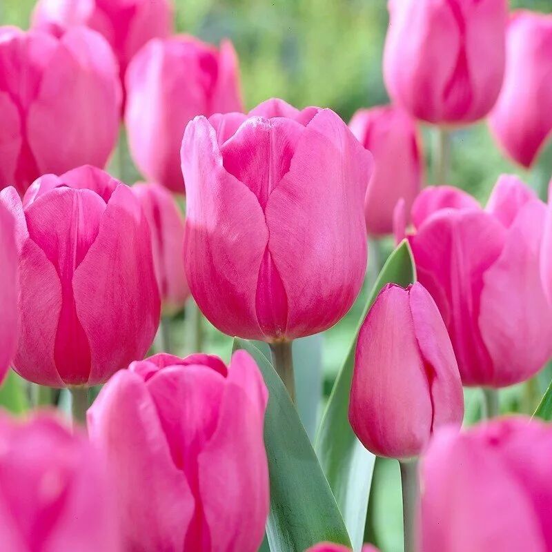 Passio Mystic Lale Soğanı Tulipa