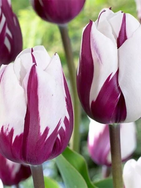 Powerpoint Lale Soğanı Tulipa