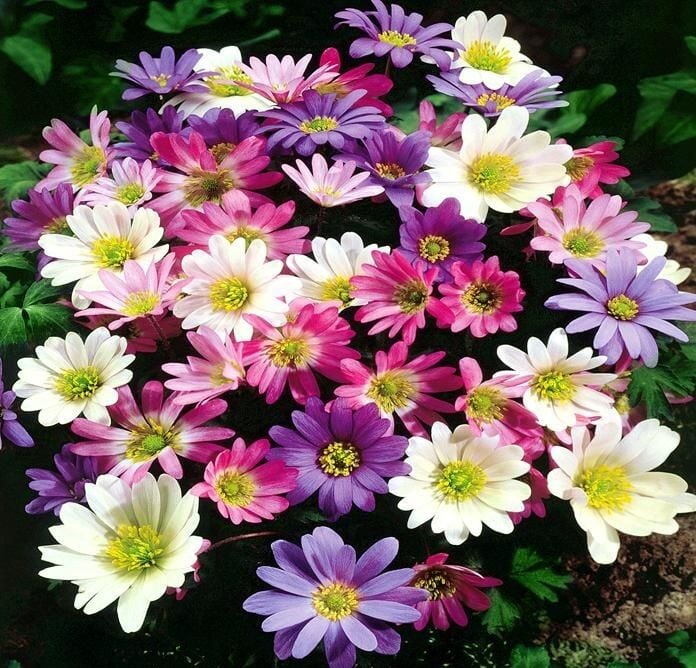 Anemone Blanda Mixed Soğanı
