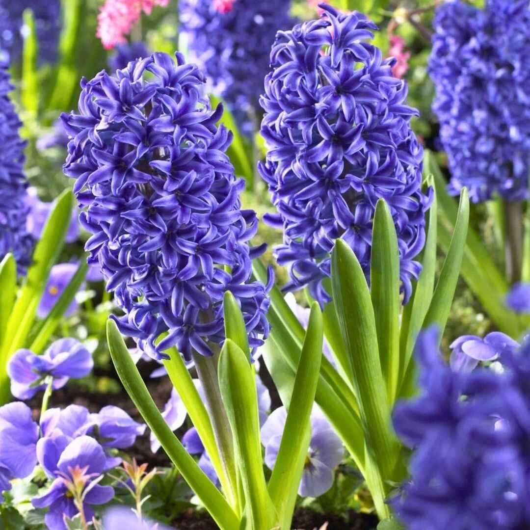 Blue Tropy Sümbül Soğanı - Hyacinthus