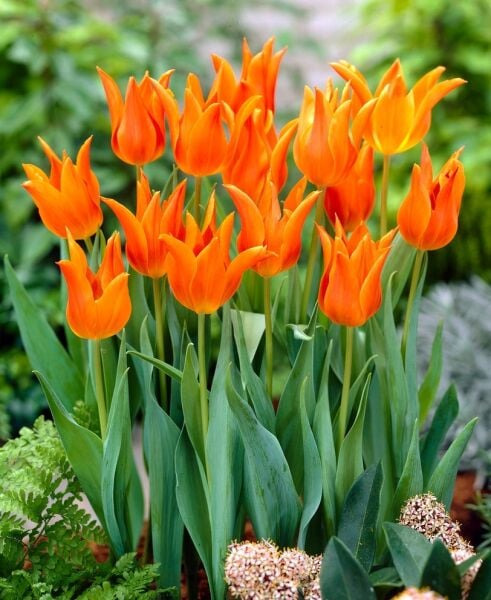 Ballerina Lale Soğanı Turuncu