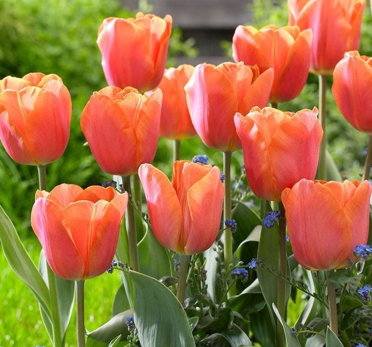 Pink Jimmy Lale Soğanı Tulipa