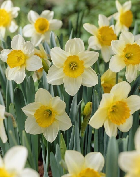 Sempre Avanti Nergis Soğanı - Narcissus