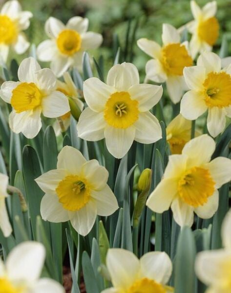 Sempre Avanti Nergis Soğanı - Narcissus