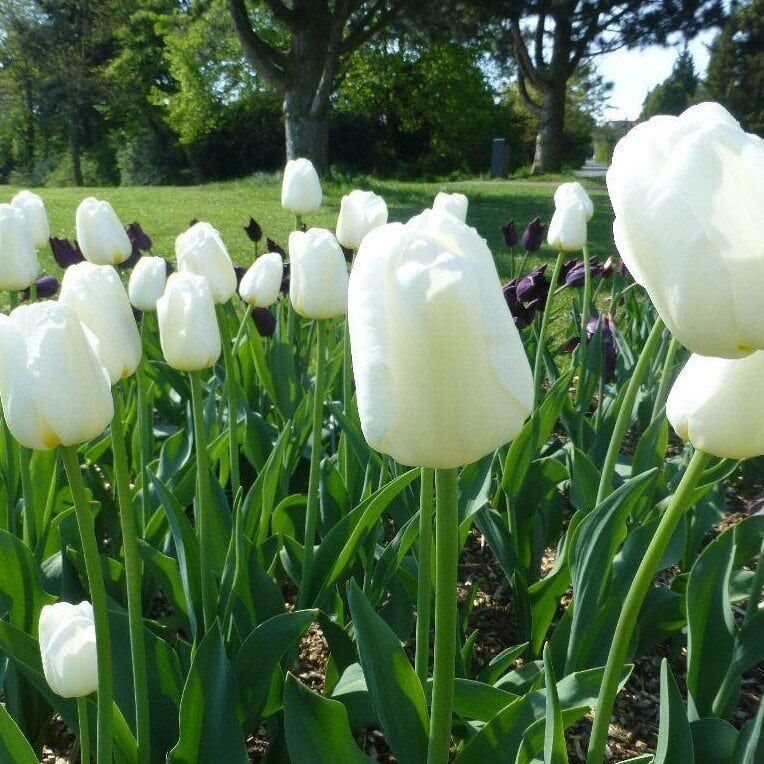 Antartica Lale Soğanı - Tulipa