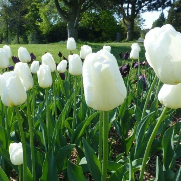 Antartica Lale Soğanı - Tulipa
