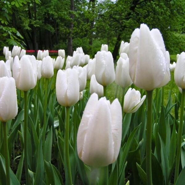 White Marvel Lale Soğanı Tulipa