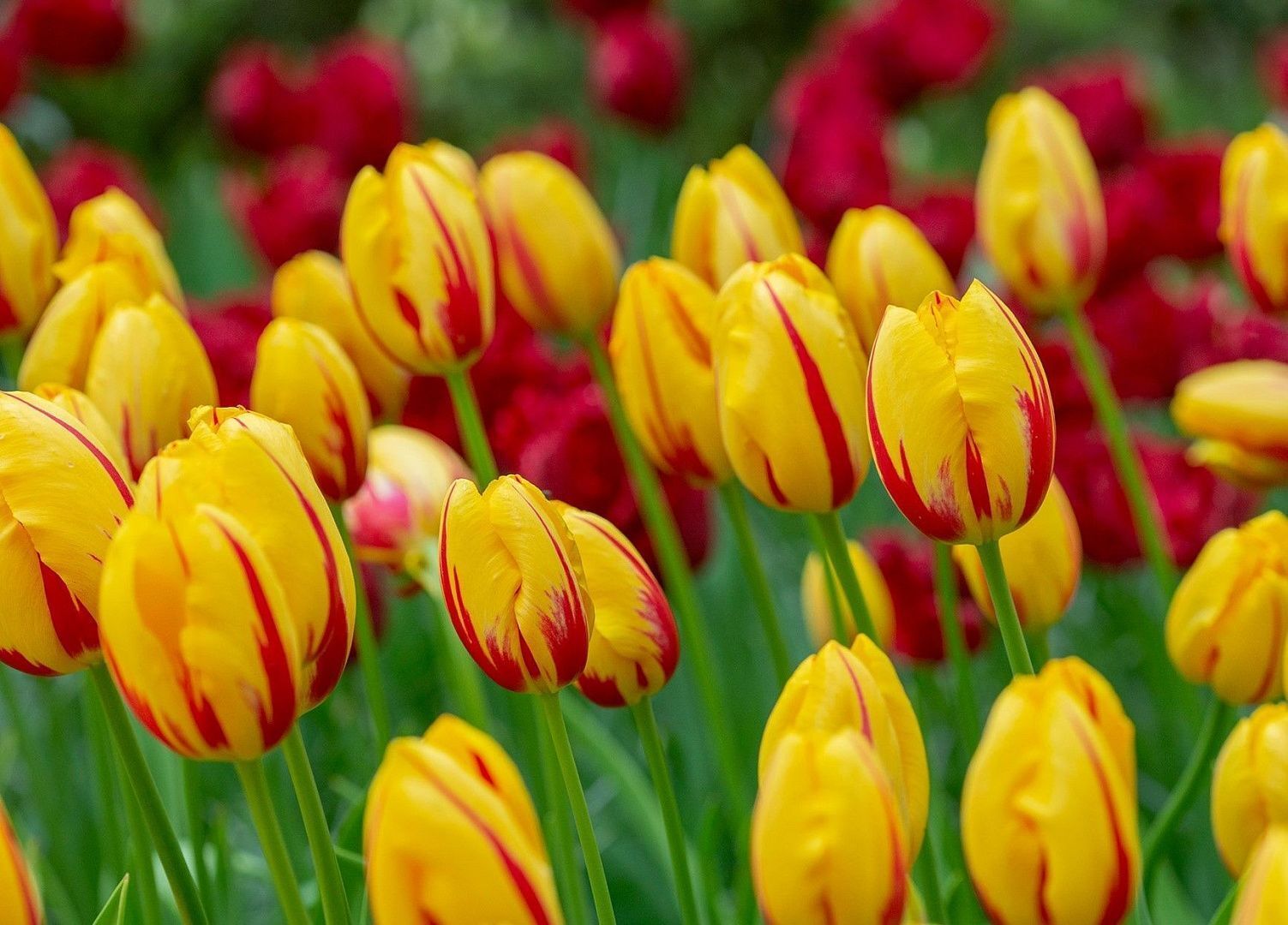 La Courtine Lale Soğanı Tulipa