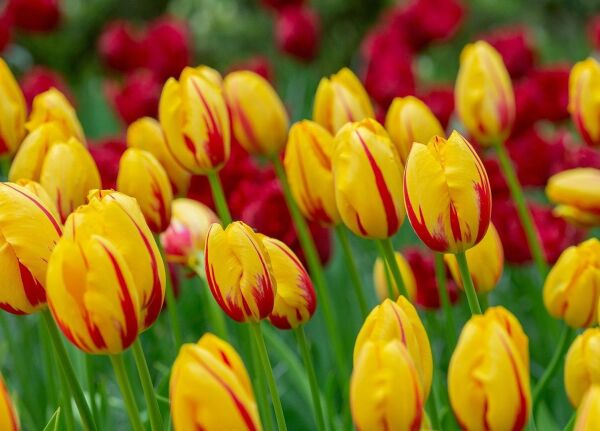 La Courtine Lale Soğanı Tulipa