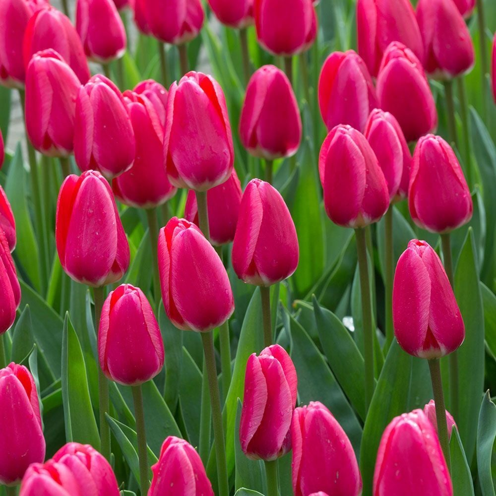 Jumbo Pink Lale Soğanı Tulipa