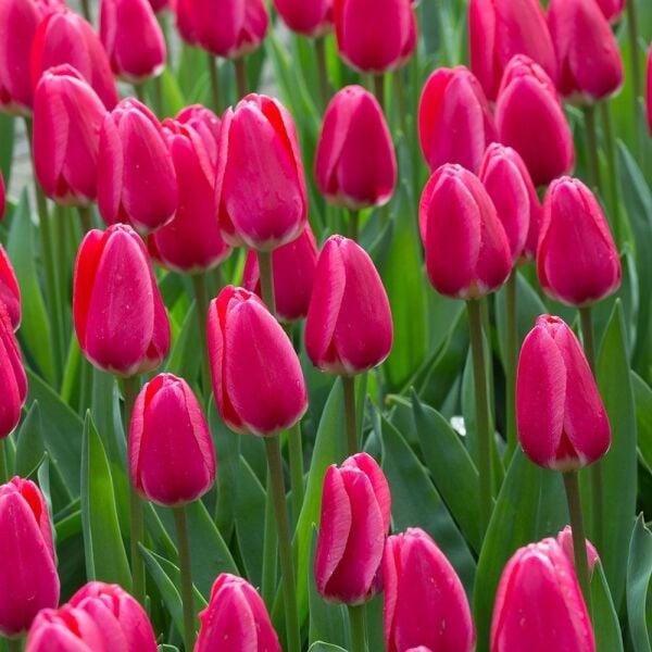 Jumbo Pink Lale Soğanı Tulipa