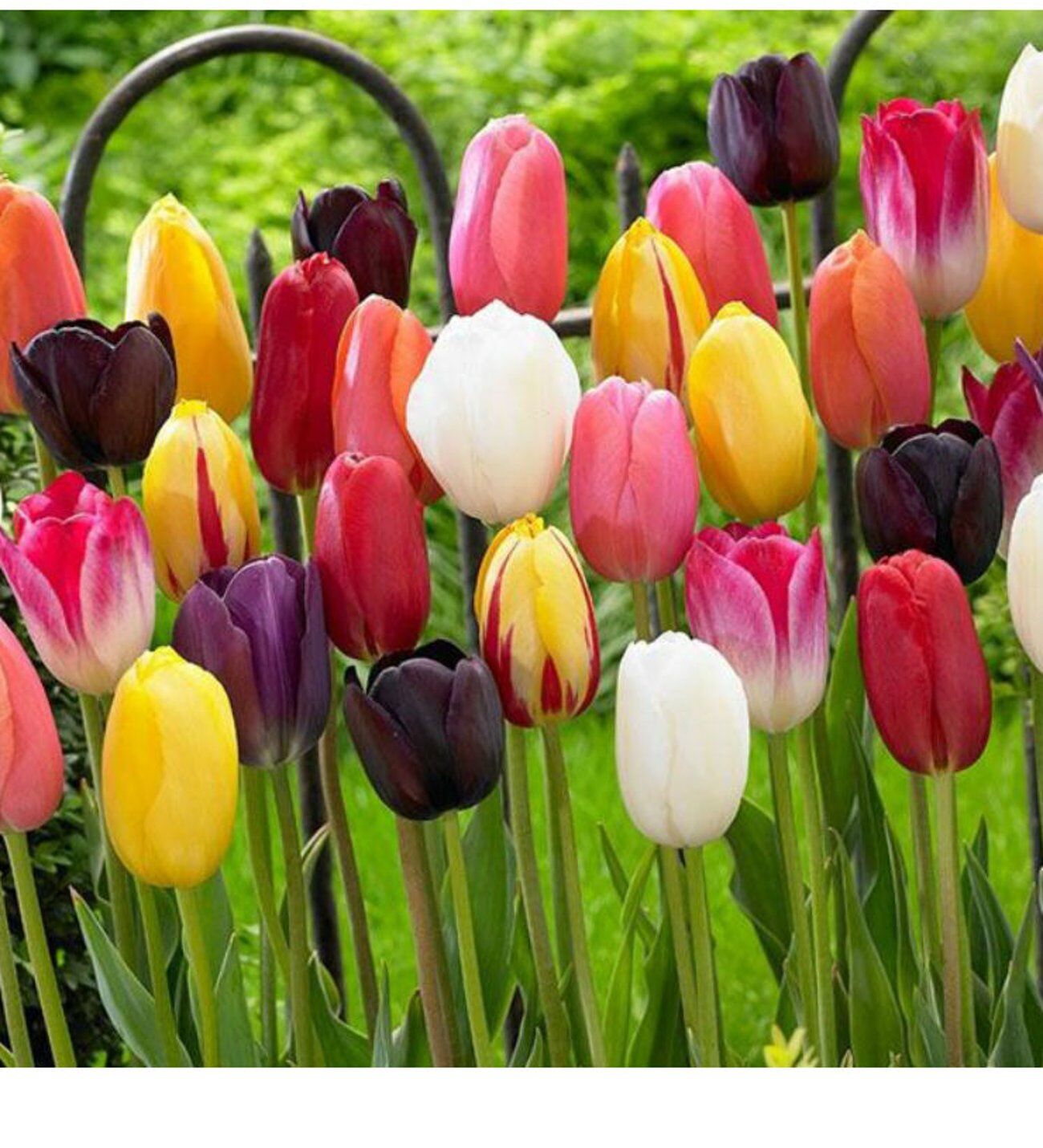 Lale Soğanı-Tulipa