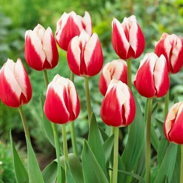 Markant Lale Soğanı Tulipa