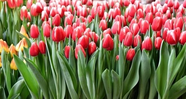 Kung Fu Lale Soğanı Tulipa