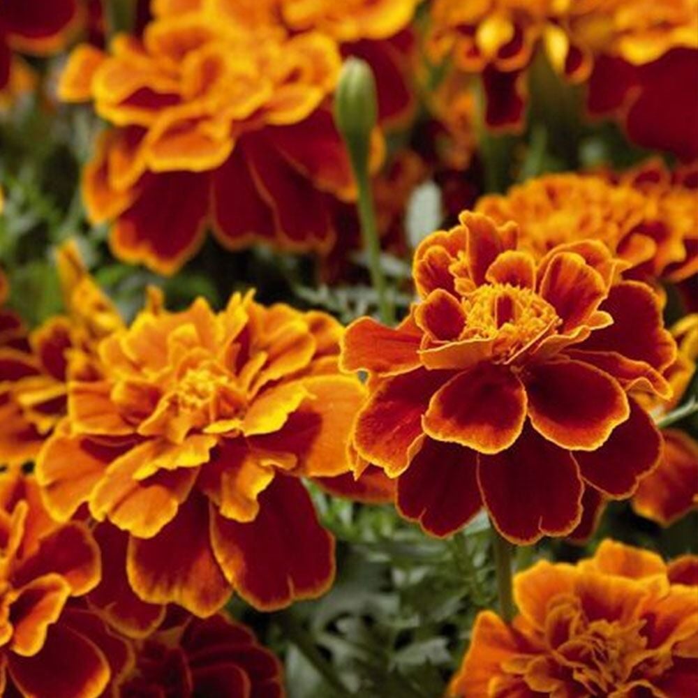 Karagöz Çiçeği Tohumu