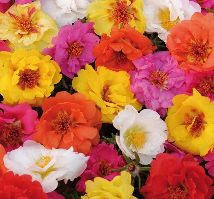 Katmer İpek Çiçeği