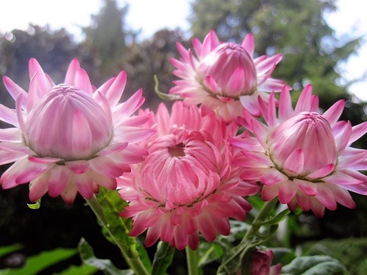 Kağıt Çiçeği Tohumu