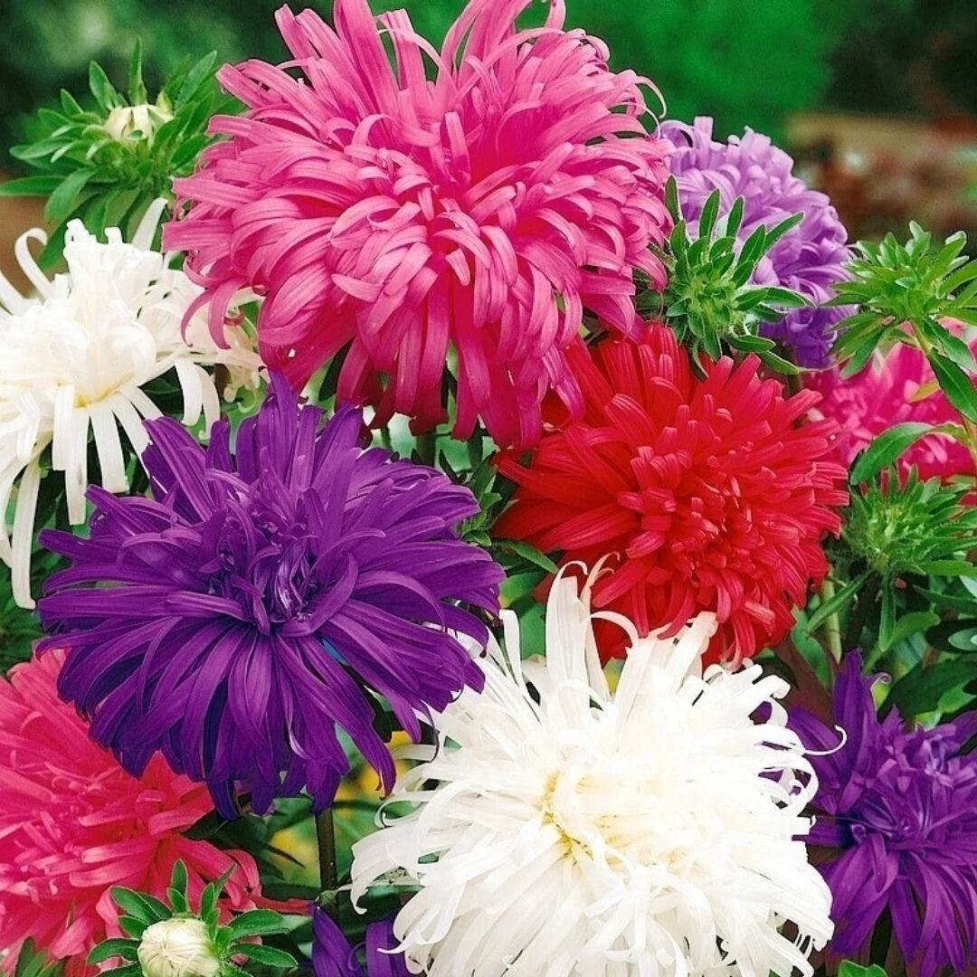 Kraliçe Yıldız Tavuskuşu Tohumu