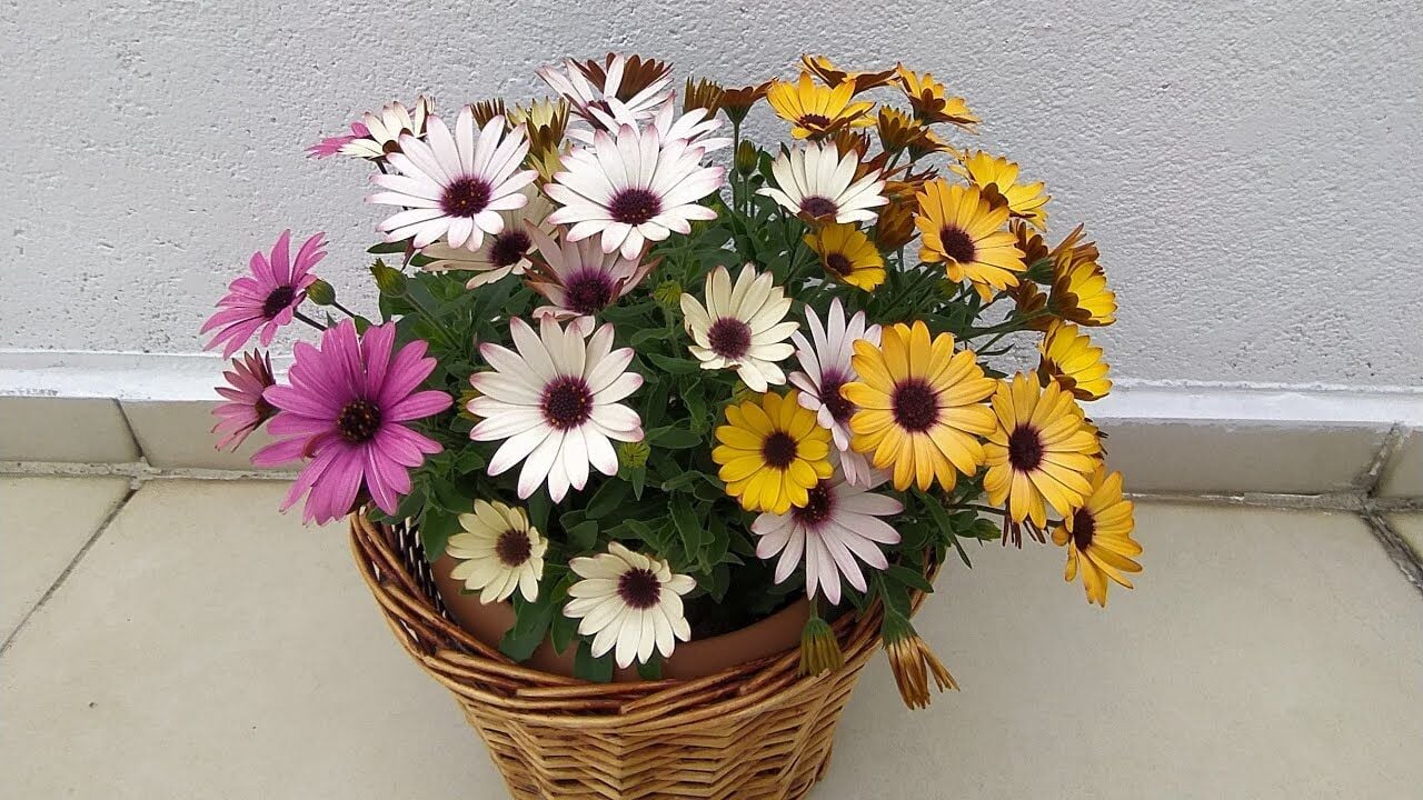Bodrum Papatyası Tohumu (Argyranthemum)