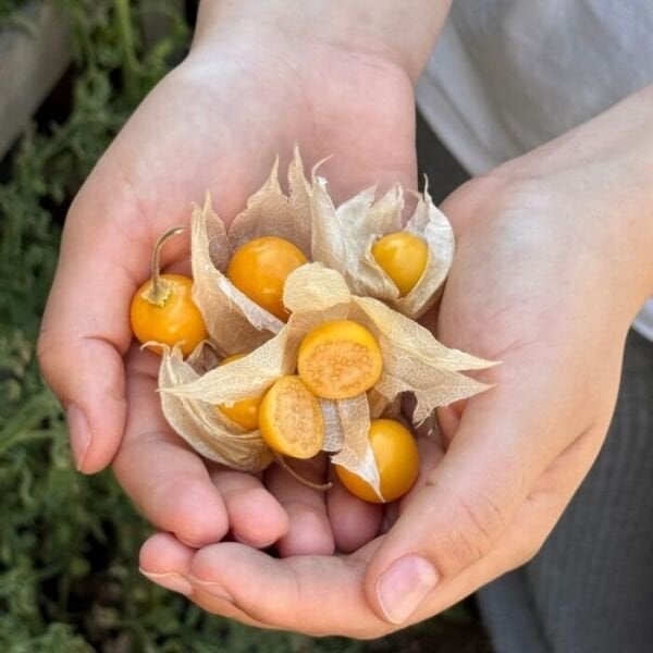 Altın Çilek (Physalis Peruviana)