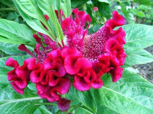 Balta Çiçeği Tohumu – Kolay Çimlenen, Gösterişli Çiçekli Bahçe Bitkisi | Yüksek Çimlenme Oranlı Tohum