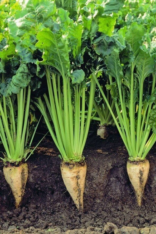 Şeker Pancarı Tohumu – Yüksek Verimli, Dayanıklı ve Kolay Yetiştirilen Tohumlar | Tarım ve Bahçe Kullanımı