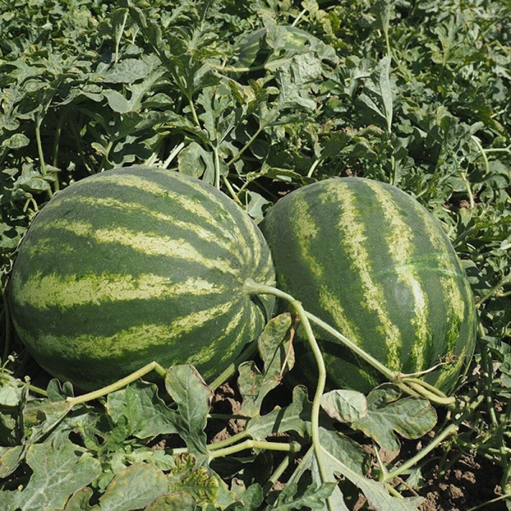 Cremson Sweet Karpuz Tohumu – Tatlı ve Sulu Karpuzlar İçin Yüksek Verimli Tohum | Bahçe ve Tarım Kullanımı