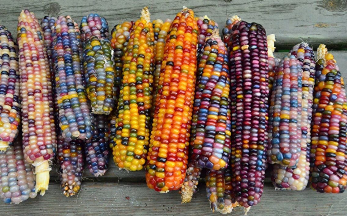 Renkli Mısır Tohumu – Gösterişli ve Dayanıklı Mısır Bitkisi | Bahçe ve Tarla Kullanımı