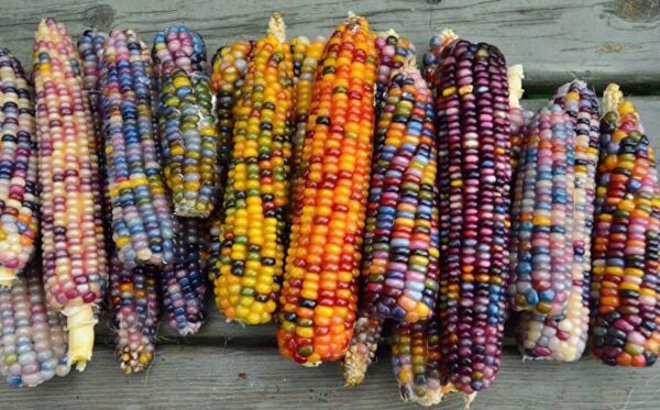Renkli Mısır Tohumu – Gösterişli ve Dayanıklı Mısır Bitkisi | Bahçe ve Tarla Kullanımı