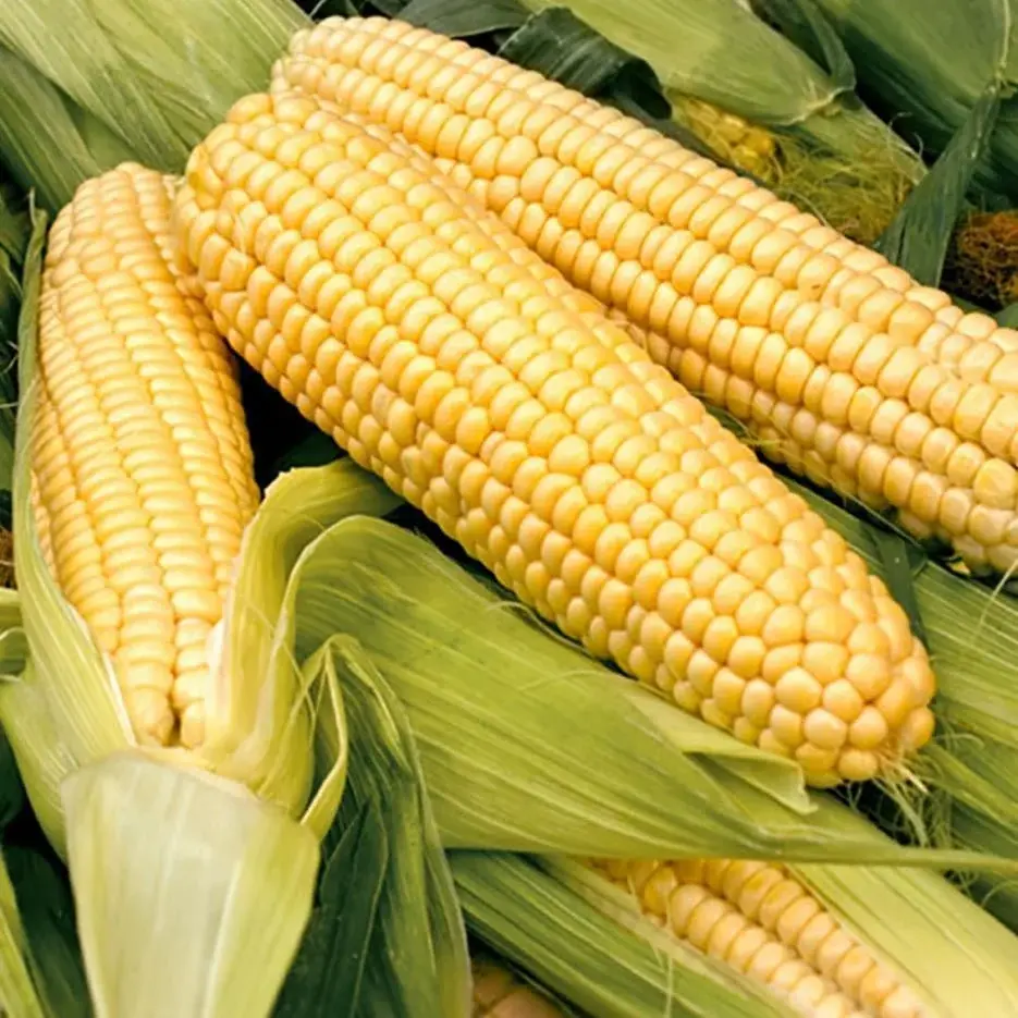 Süt Mısır Tohumu – Tatlı ve Sulu Mısırlar İçin Yüksek Verimli Tohum | Bahçe ve Tarla Kullanımı