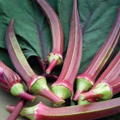 Kınalı Bamya Tohumu – Yüksek Verimli ve Dayanıklı Bamya Çeşidi | Bahçe ve Tarla Kullanımı