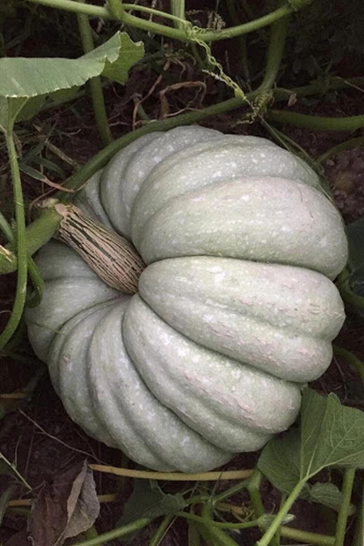 Bal Kabağı Tohumu – Yüksek Verimli ve Dayanıklı Kabağı Yetiştirin | Bahçe ve Tarla Kullanımı